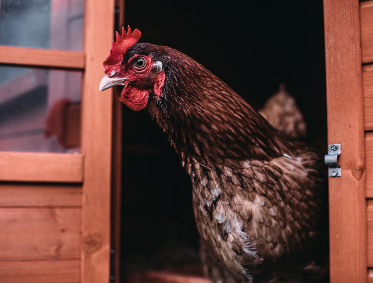 Gallinero de madera con puerta y seguro